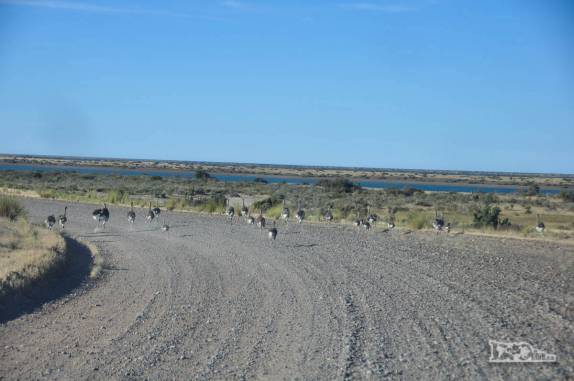 Os choiques ou ñandús, primos das nossas emas, aves muito comuns na Península Valdés, no litoral da  patagônia argentina